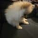 Puppy Pomeranian