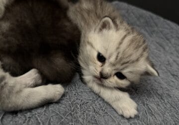 Scottish fold & straight kittens