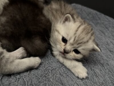 Scottish fold & straight kittens