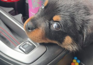 Female Rottweilers pup