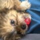 Male Shih tzu puppy 5 months old