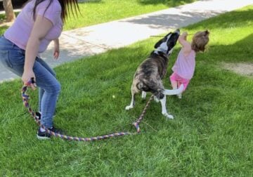 Sell 2 year old dog