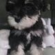 black silver puppy