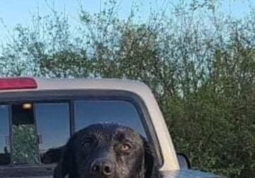 AKC Labrador Retrievers