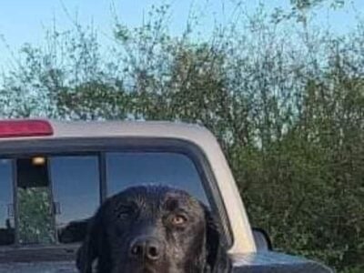 AKC Labrador Retrievers