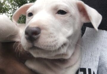 American PitBull