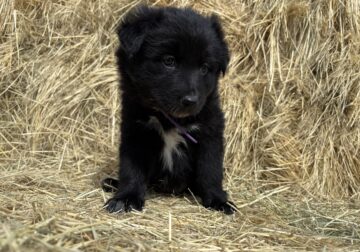 Mixed puppis