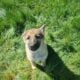 Gorgeous litter of six German Shepherd puppies for