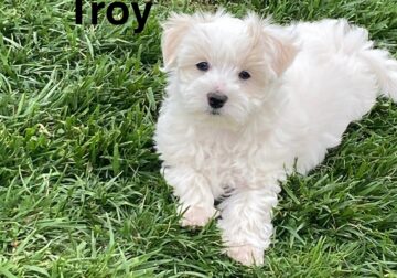 Another furry baby – Troy