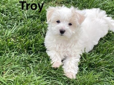 Another furry baby – Troy