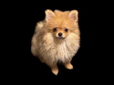 Pomeranian puppies