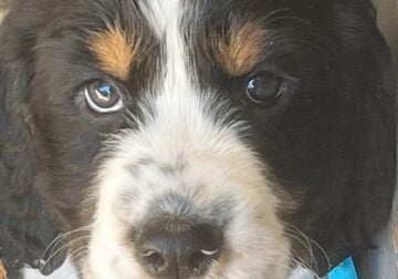 ADORABLE PUPPIES LOOKING FOR THEIR FOREVER HOMES