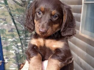 Purebred Choc Brown MALE Miniature Dachshund Puppy