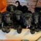 Golden Doodles F1 Standard