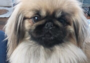 PEKINGESE AKC 2YRS OLD IMPERIAL