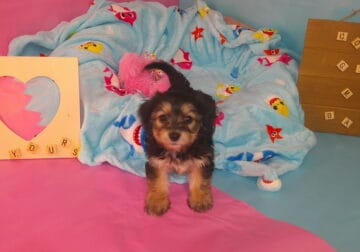 yorkiechon pups for sell westside of chicago