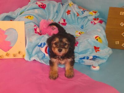 yorkiechon pups for sell westside of chicago