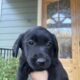 Labrador Puppies for Sale