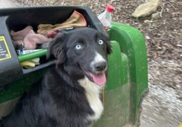 AKC Australian Shepherd
