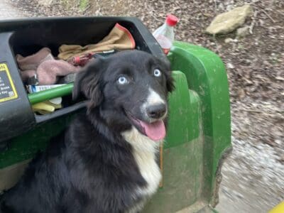 AKC Australian Shepherd