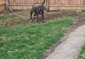 Adba reg pitbull 1,200