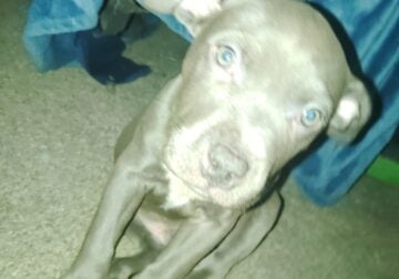 Looking to re-home two blue nose pit puppies