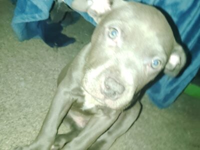 Looking to re-home two blue nose pit puppies