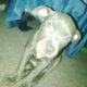 Looking to re-home two blue nose pit puppies