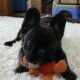 YAHanah – 6 mo Fluffy Frenchie