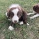Border Collie Pups