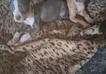 American Pittbull terriers puppies
