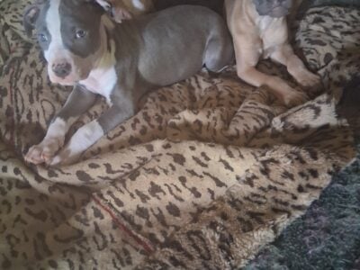 American Pittbull terriers puppies
