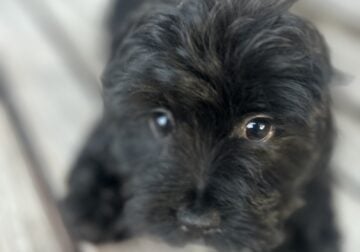 Shih Tzu Poodle Puppies