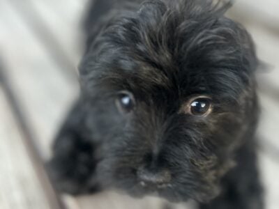 Shih Tzu Poodle Puppies