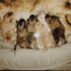 Rehoming 2 Year old Champion Blood 100% chow chow
