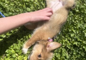 Corgi/beagle puppies