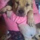 English mastiff pitbull male puppies