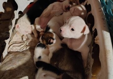 Wired pit bulls for sale