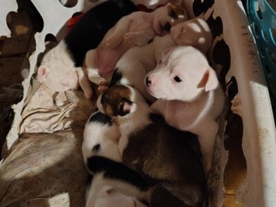 Wired pit bulls for sale