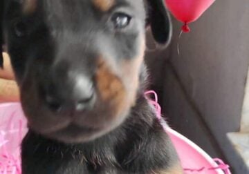 All natural Doberman Pinscher pups