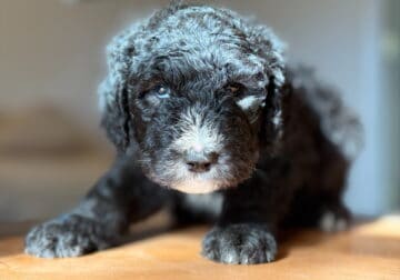 Energetic Sheepadoodle needing space to run!!!