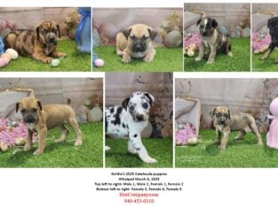 Goldie’s 2025 Catahoula puppies