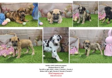 Goldie’s 2025 Catahoula puppies