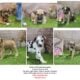 Goldie’s 2025 Catahoula puppies