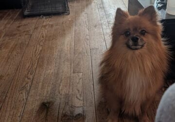 Male pomeranian