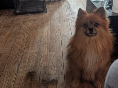 Male pomeranian