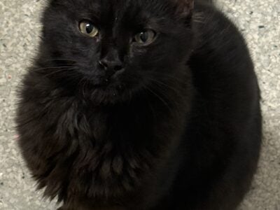 6 month old kitten