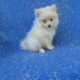TeaCup and Toy Pomeranian puppies