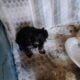 Schnoodle puppies