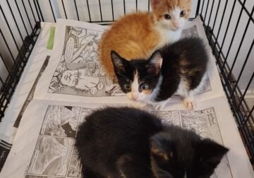 Three small kittens available